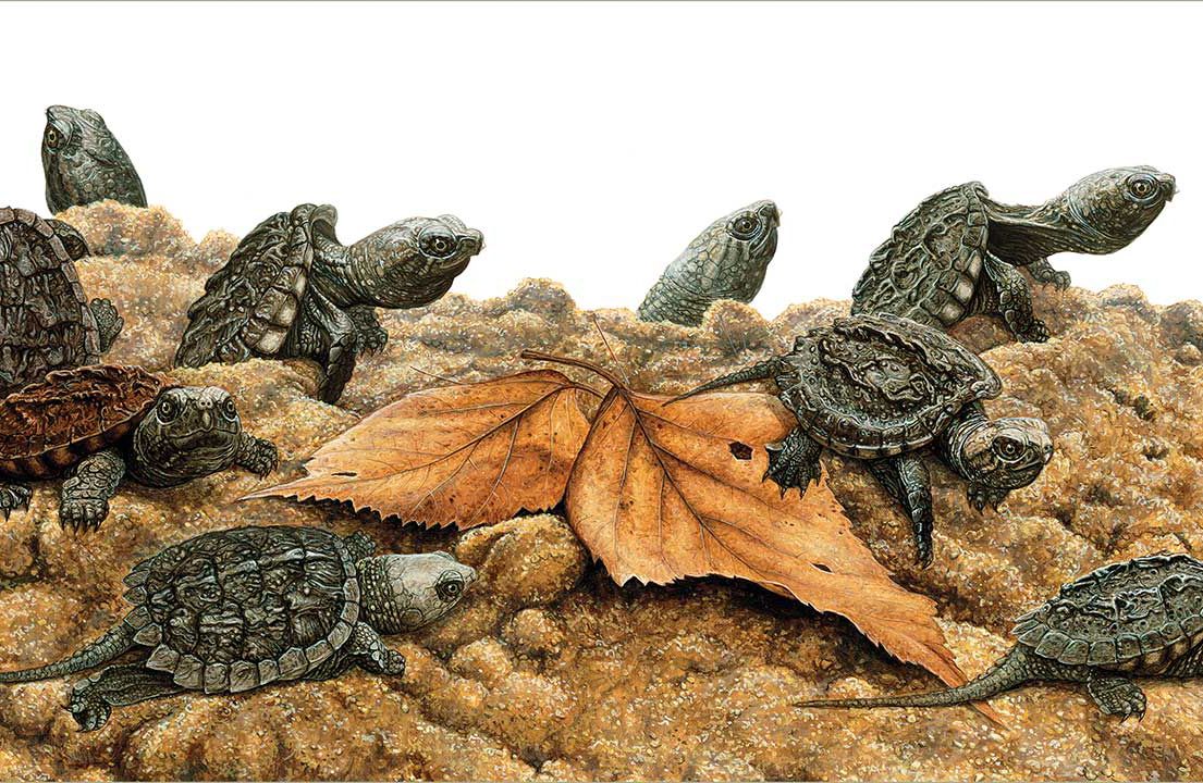 American Art Collector - Issue #247