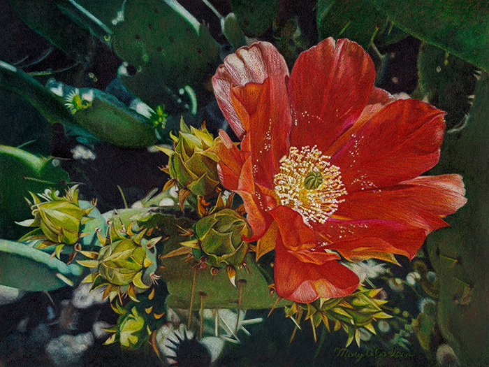 Entry at Sonora Desert Museum