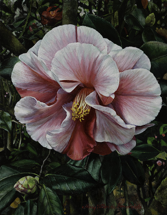 Camellia Madness #1