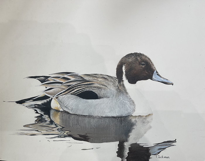 Pintail