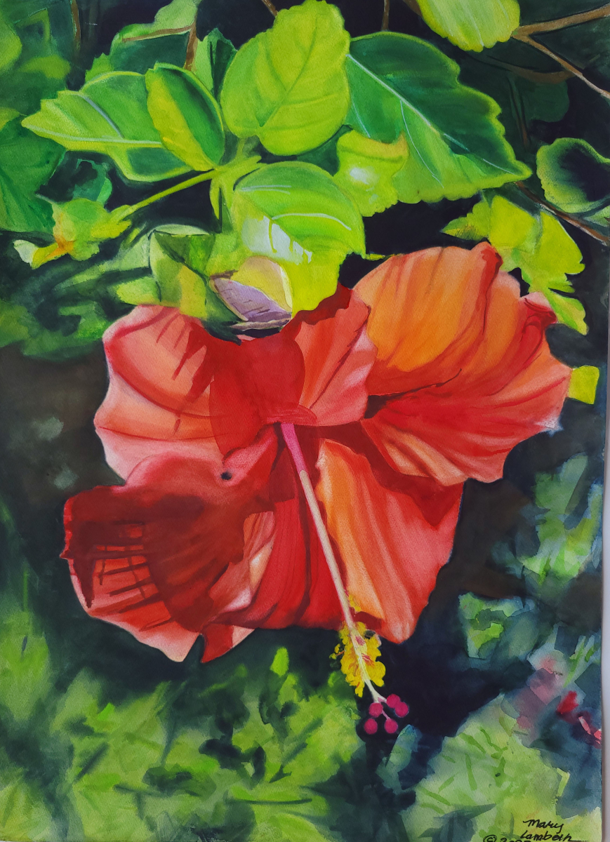 Orange Hibiscus