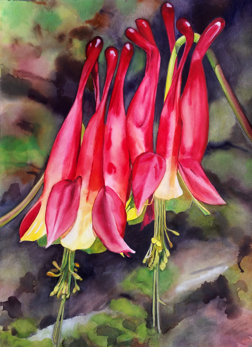 Red Columbine