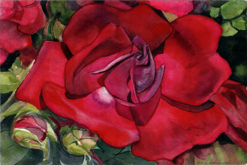 Red Wild Rose III