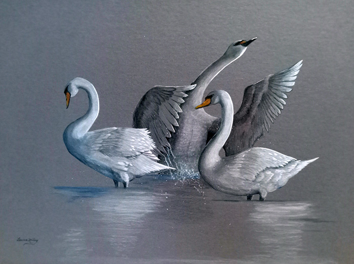 Grey Morning - Swans