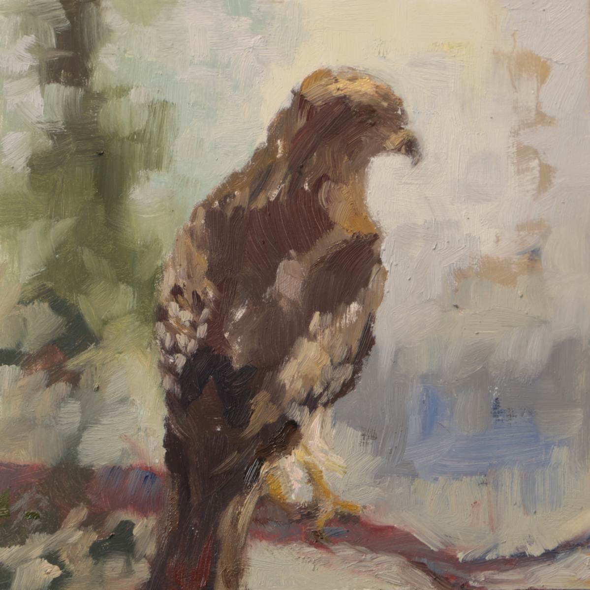 Red-tailed Hawk