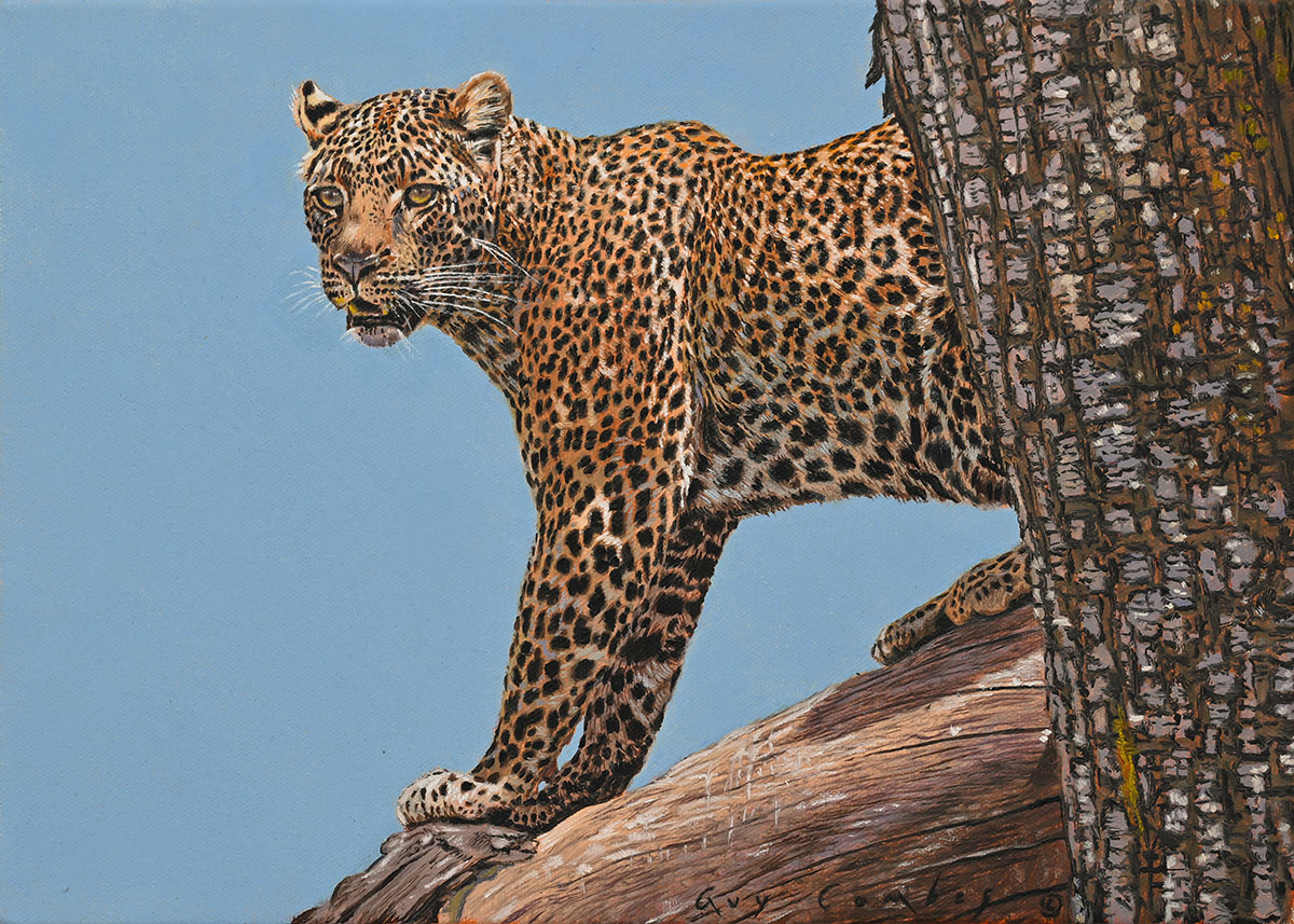 Leopard Study