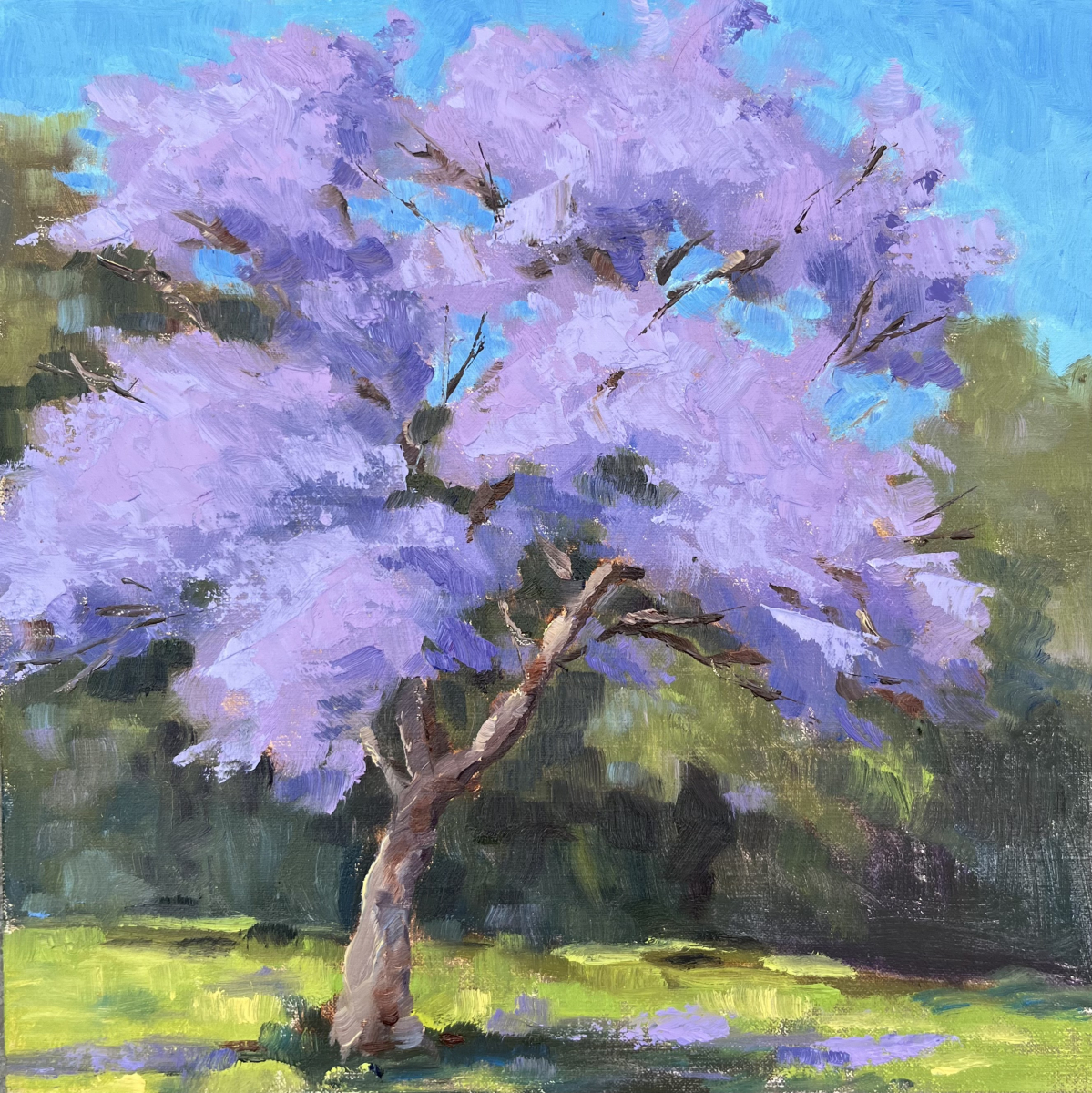 Jacaranda Season 5