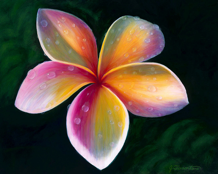 Plumeria with Dew Drops