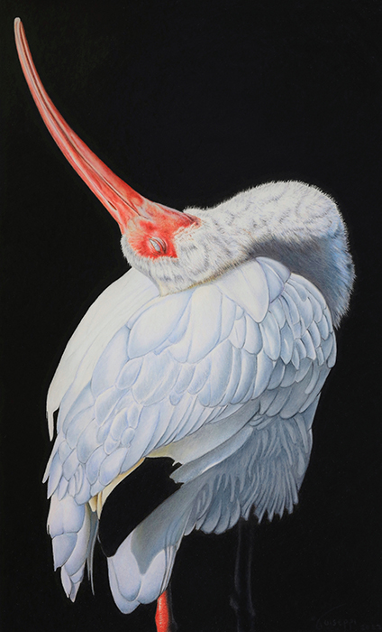 Strike A Pose-White Ibis