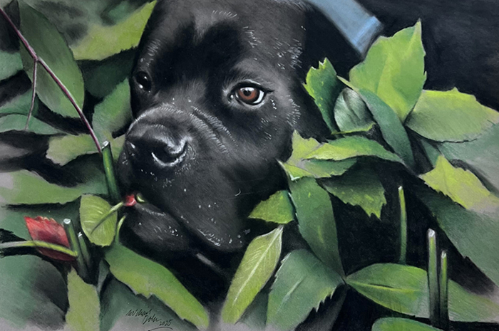 Dexter in Bushes