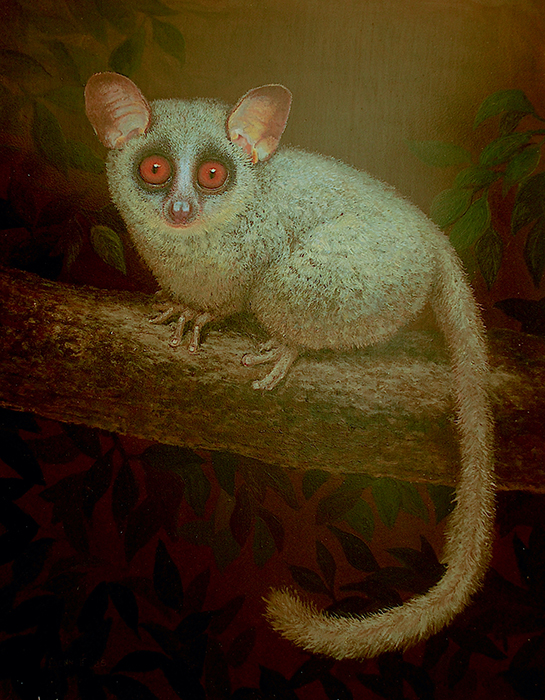 Bushbaby Staredown