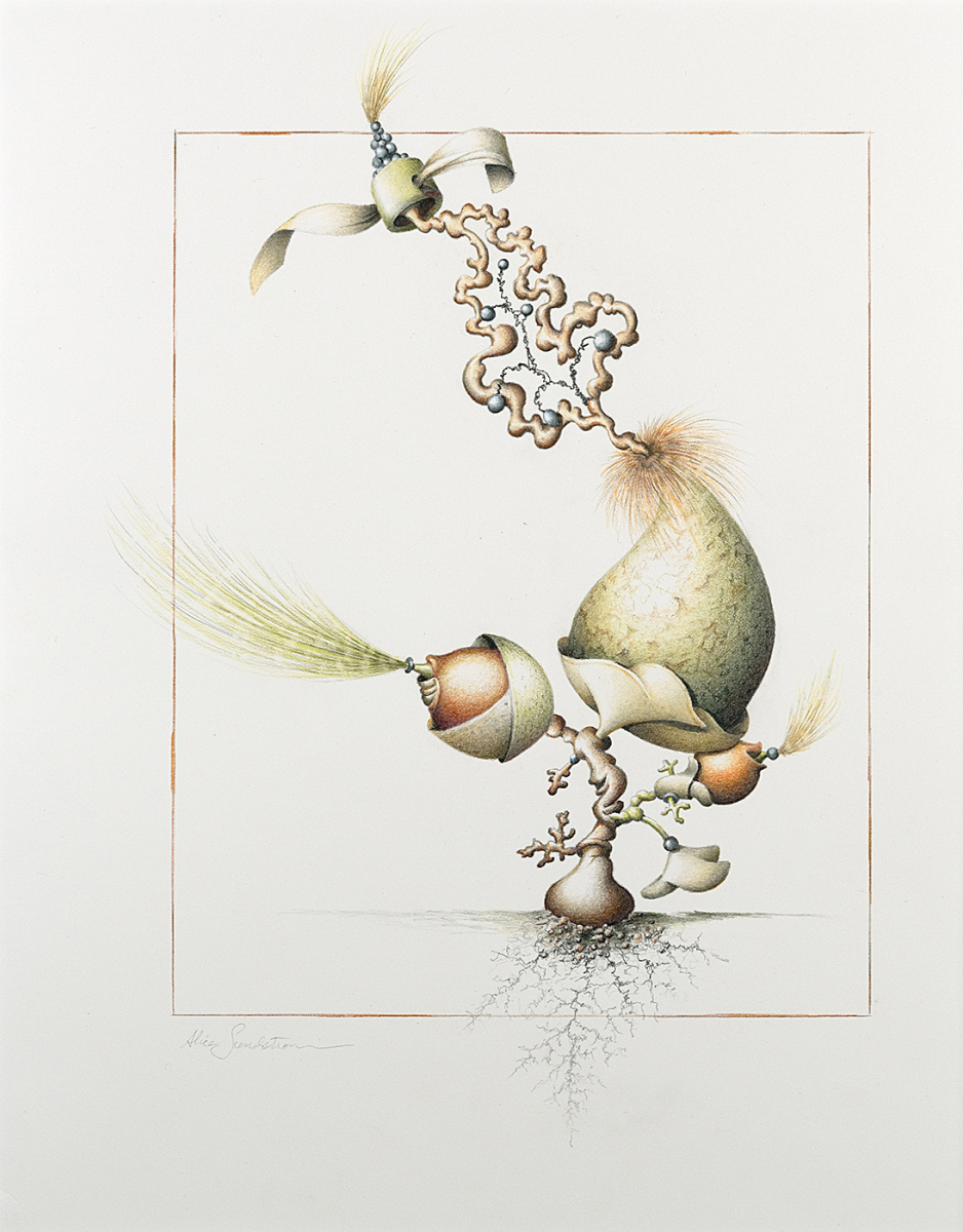 Deep in the Everglades grows a plant that repels mosquitos