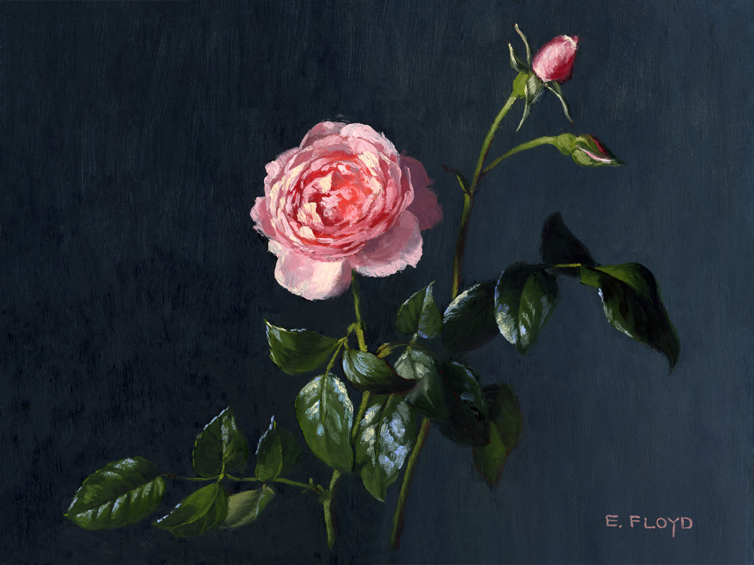 Strawberry Hill Rose