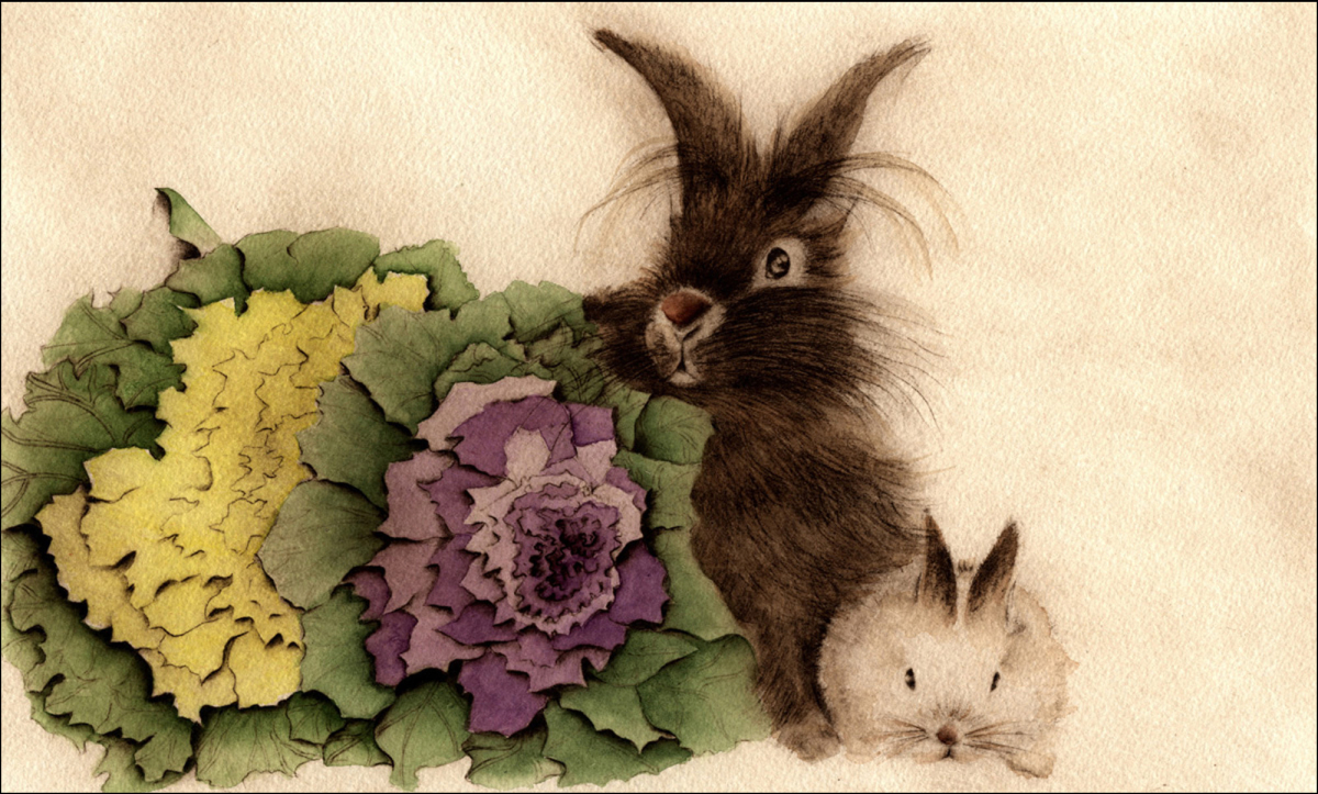 Lapin aux Chou Frisé