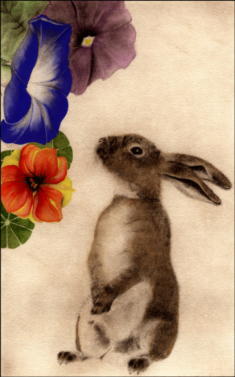 Lapin aux Belles-de-Jour