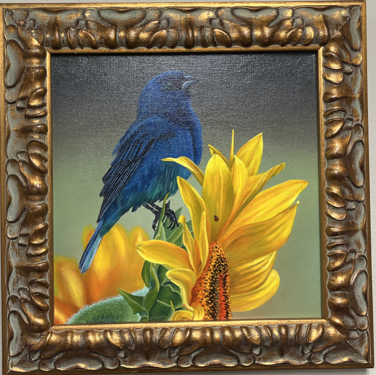 Indigo Bundting bird on a Sunflower