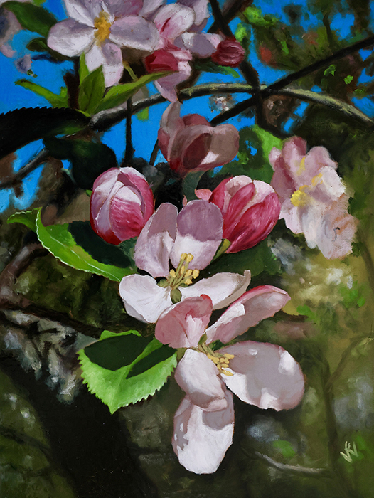 Apple Blossoms in My Back Yard