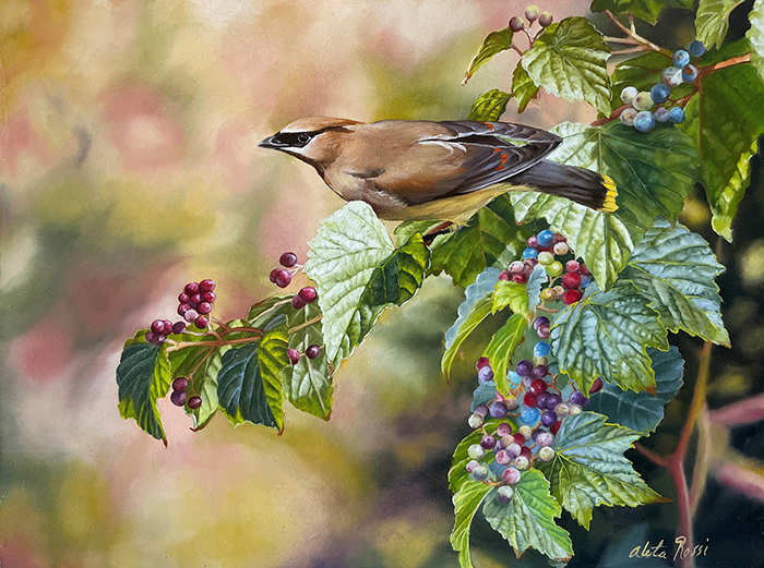 Waxwing and Berries