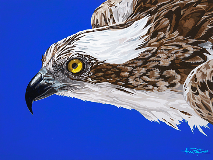 Eye of the Osprey