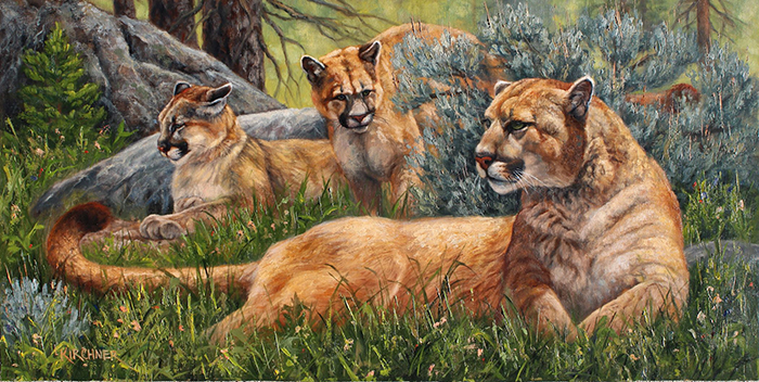 A Pounce Away from Grounded-Cougars