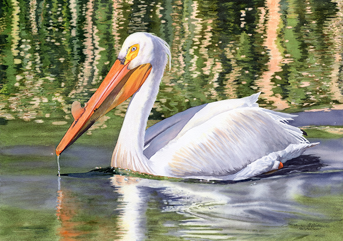 That 60's Pelican