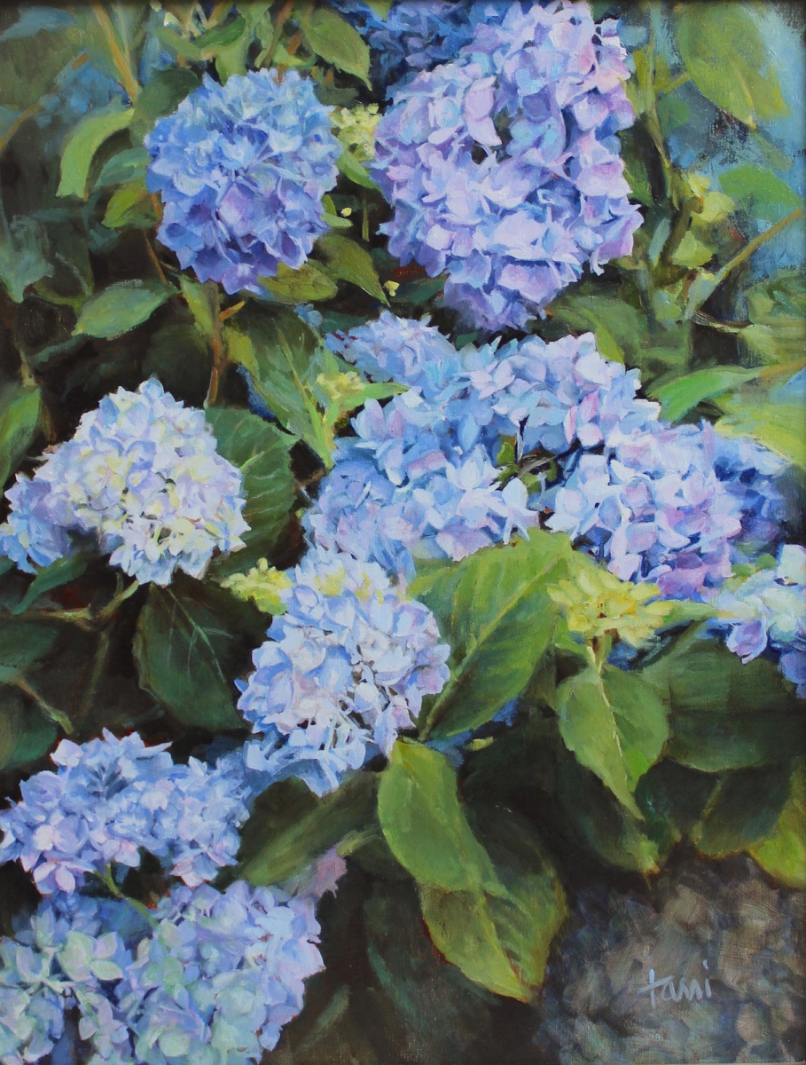 Blue Hydrangeas