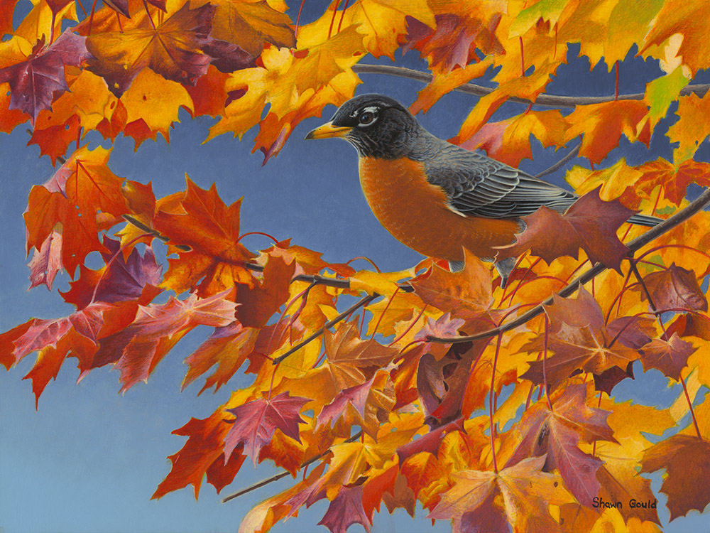 Autumn Robin