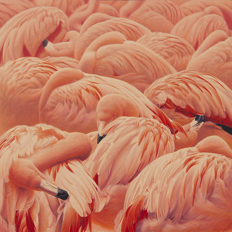 Flamboyance of Flamingos