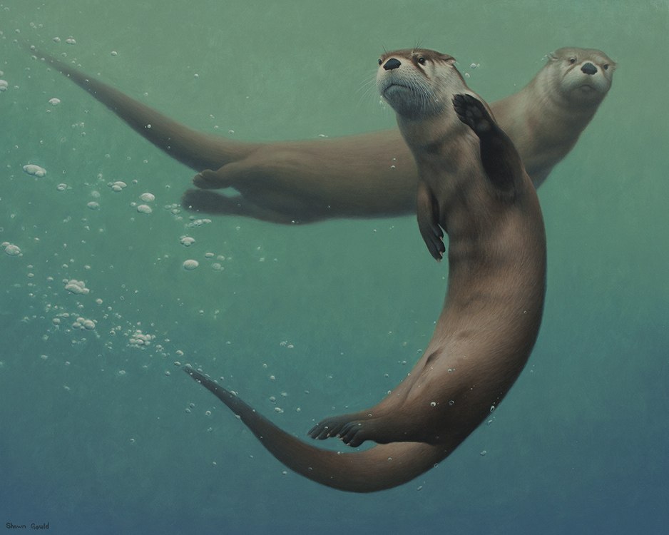 Otter Curiosity