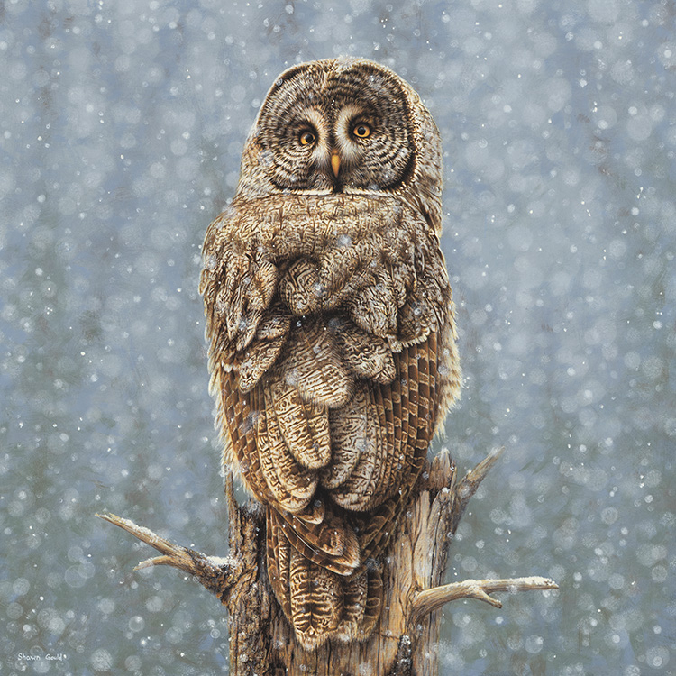 Owl in Snow