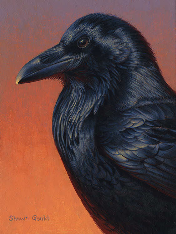 Regal Raven