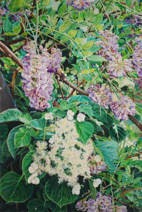 Wisteria & Hydrangea, Morton Arboretum