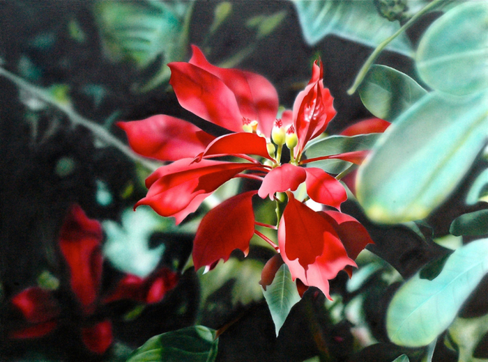 Poinsettia Revealed