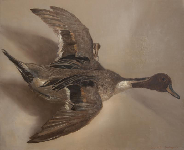 Northern Pintail Eclispse Drake Duck