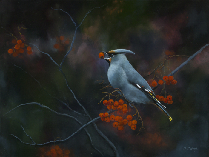 The Bohemian Waxwing