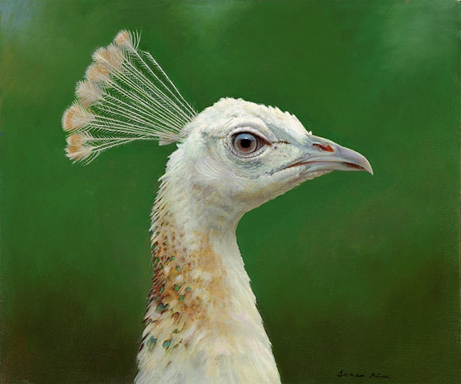 Indian Peahen