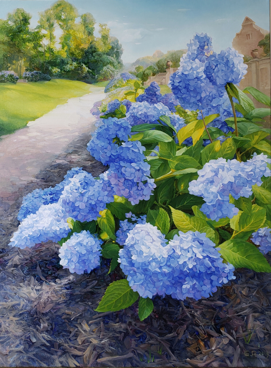 Blue Hydrangeas