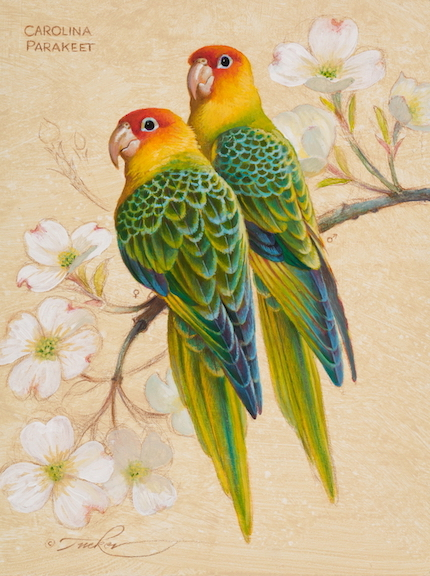 Carolina Parakeets