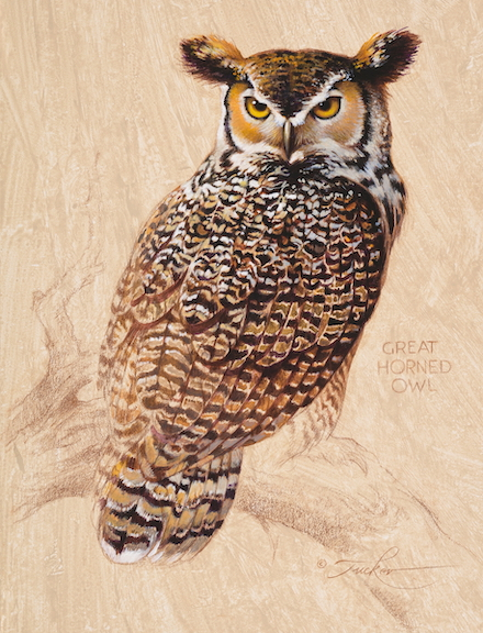 Horned Owl