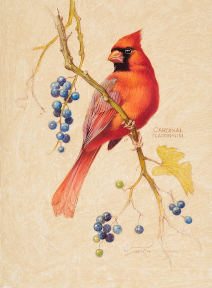 Cardinal #2