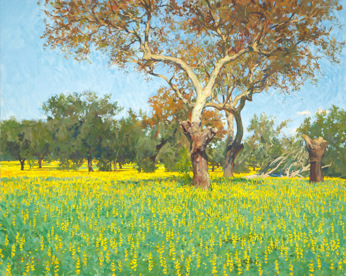 Yellow Lupin in a Cork Oak Forest