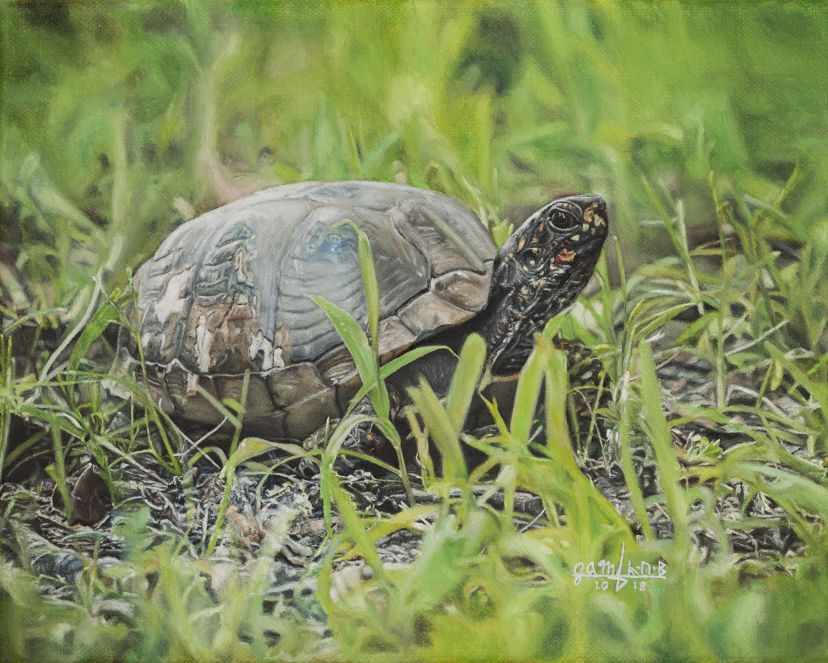 Box Turtle in Grass