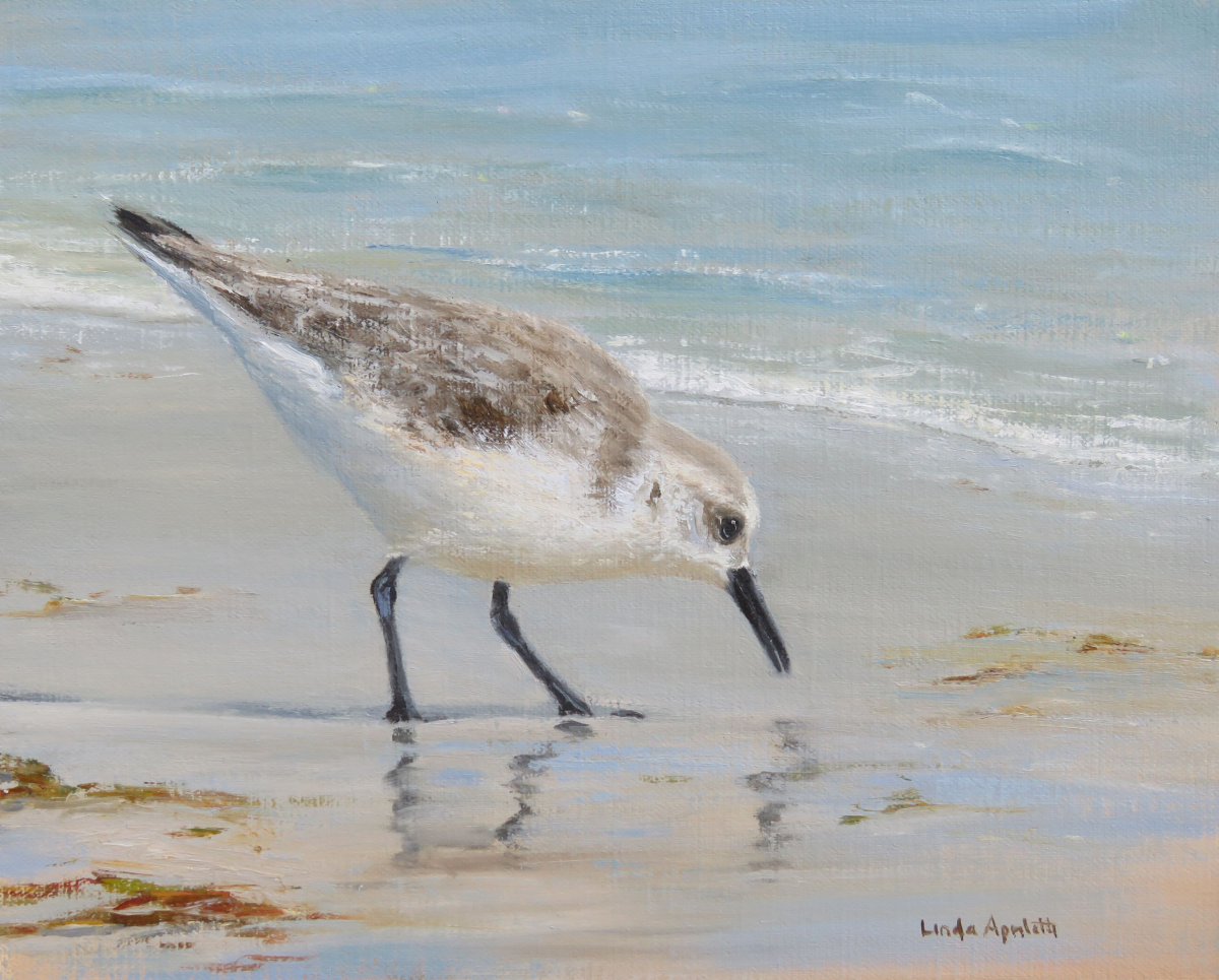 Sanderling at Surf's Edge