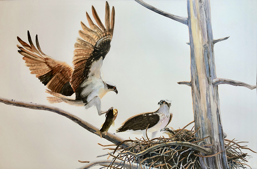 Osprey Nest, Unexpected