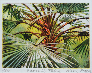 Fantail Palm