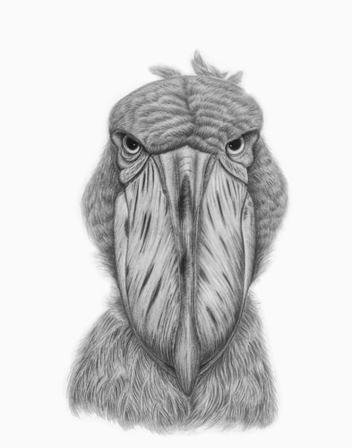 Shoebill