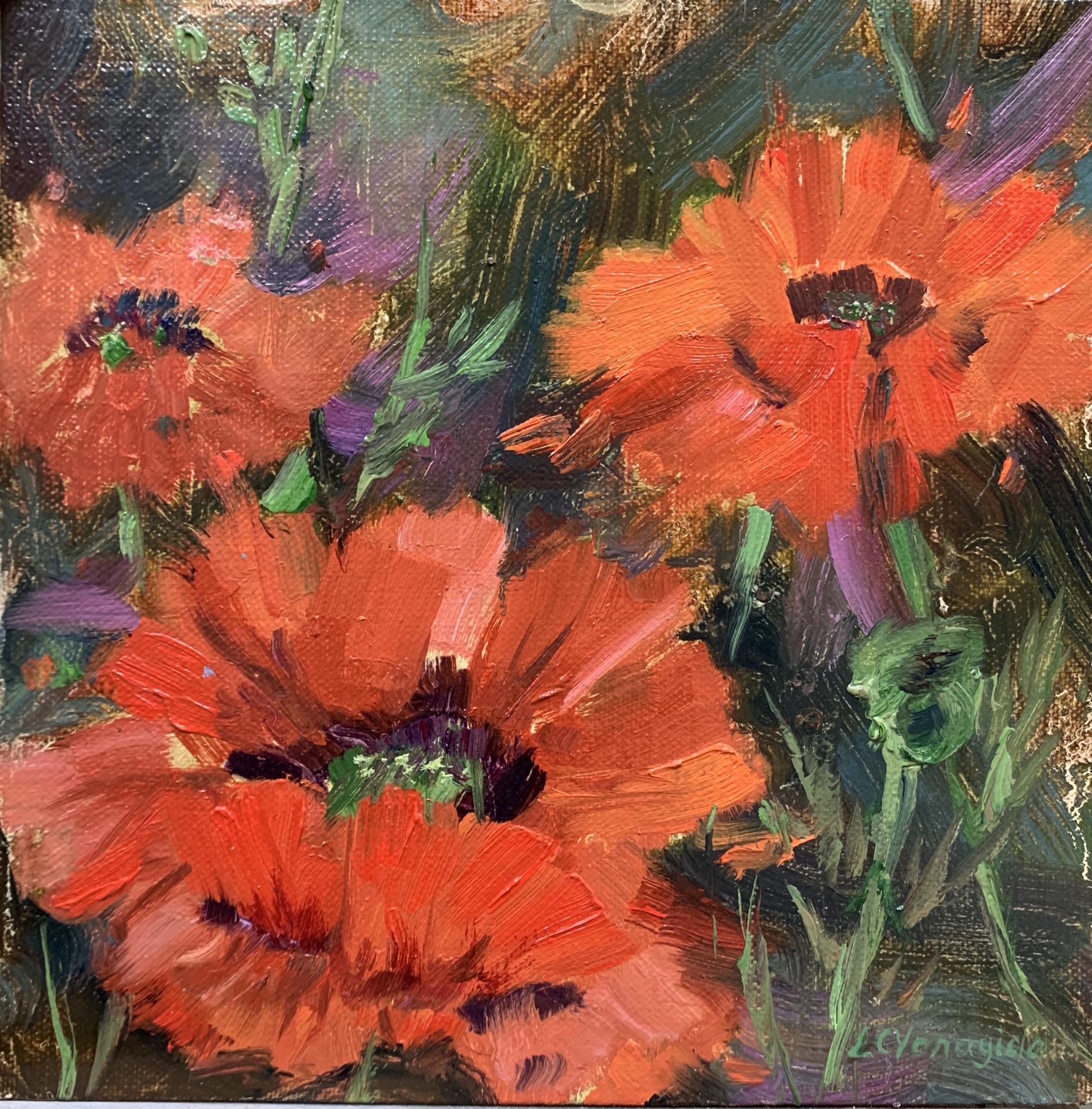 Poppies