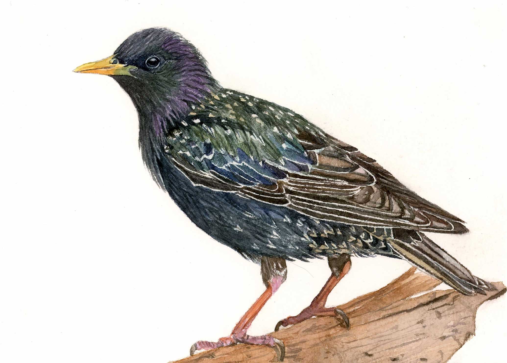 Starling