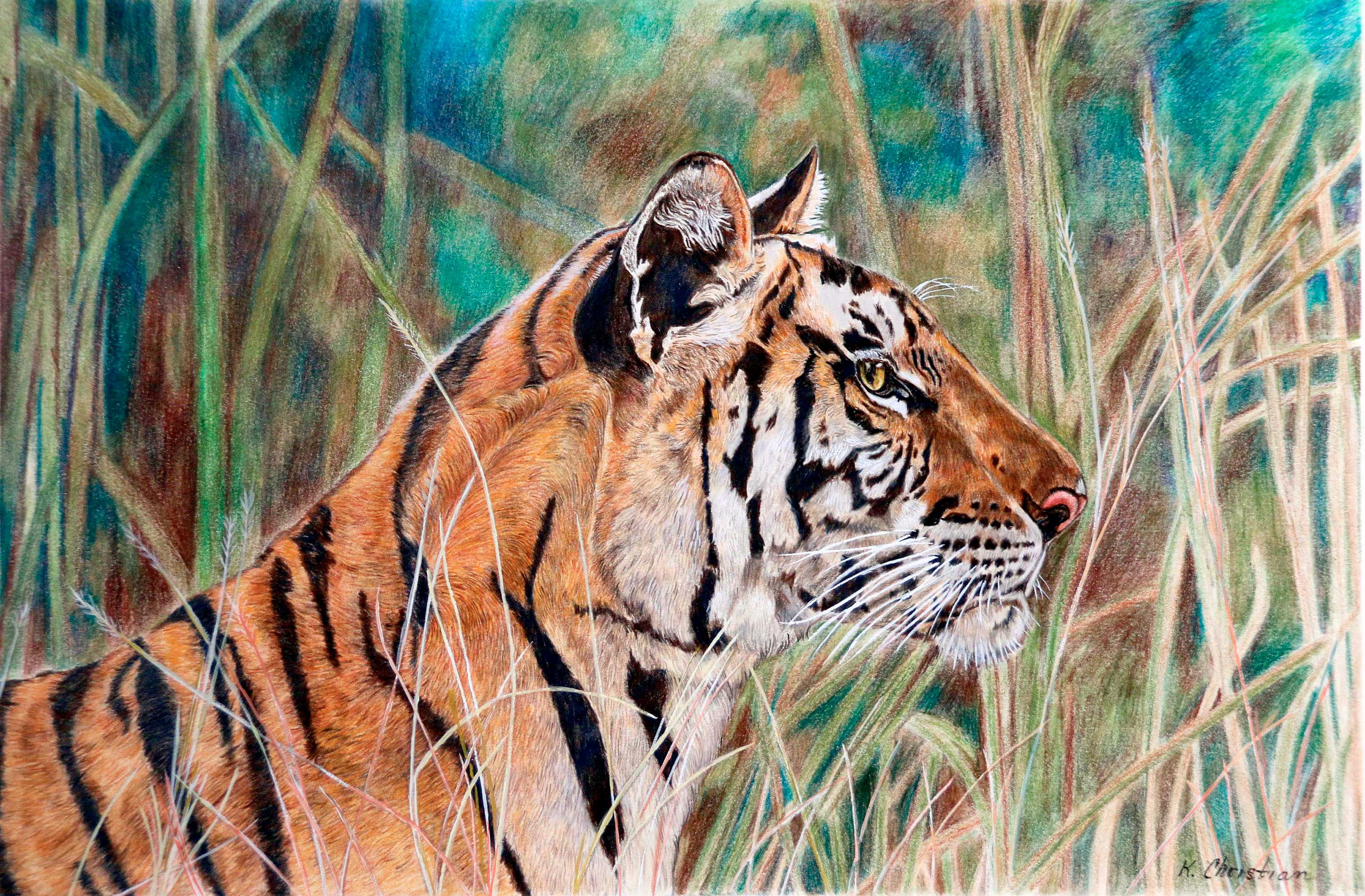 Panna Park Tigress