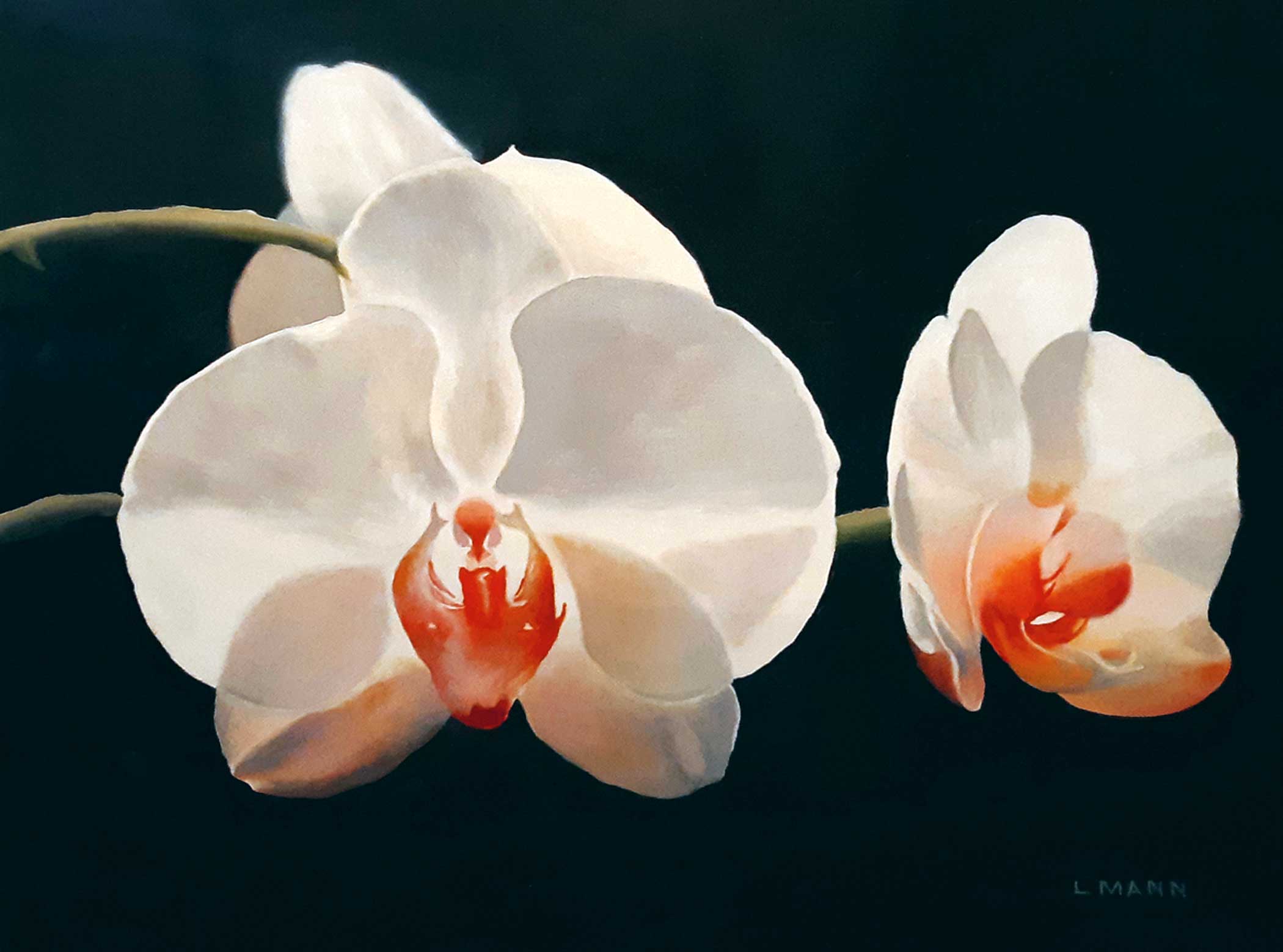 Orchid Duo